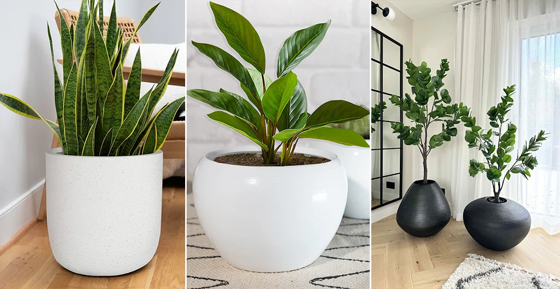 گل و گیاه آپارتمانی